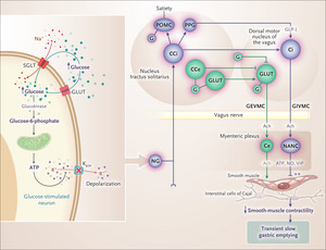 Gastric Emptying Abnormalities in Diabetes Mellitus