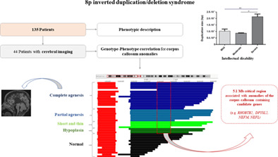 Neurodevelopmental phenotype in 36 new patients with 8p inverted duplication‐deletion: genotype‐phenotype correlation for anomalies of the corpus callosum