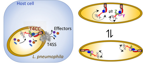 Proteins DotY and DotZ modulate the dynamics and localization of the type IVB coupling complex of Legionella pneumophila