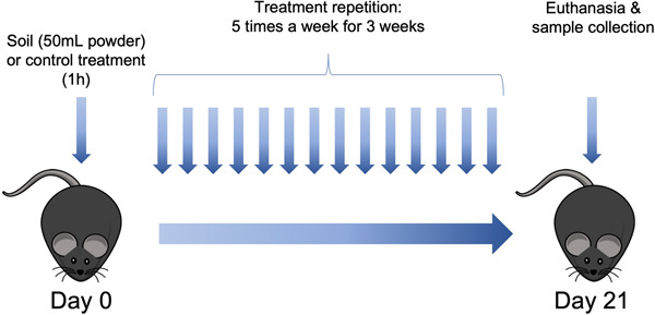 Effect of inactivated nature‐derived microbial composition on mouse immune system