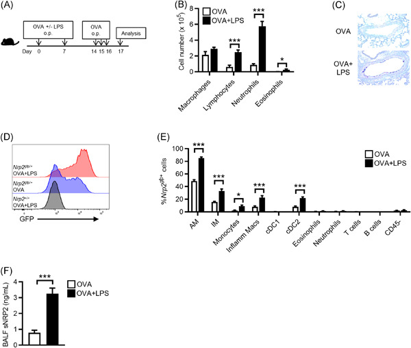 Neuropilin‐2 regulates airway inflammation in a neutrophilic asthma model