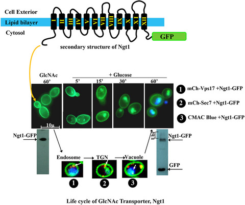 N‐acetylglucosamine transporter, Ngt1, undergoes sugar‐responsive endosomal trafficking in Candida albicans