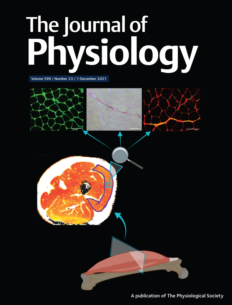 A novel ion conducting route besides the central pore in an inherited mutant of G‐protein‐gated inwardly rectifying K+ channel