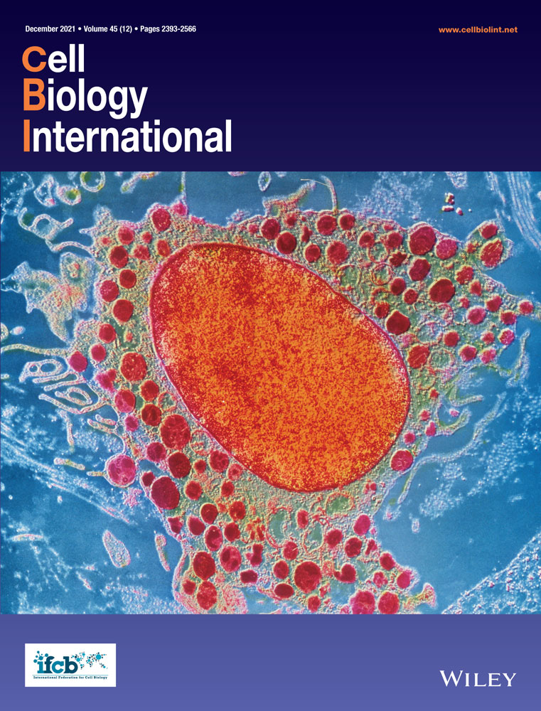 P2X7 receptor inhibition attenuates podocyte injury by oxLDL through deregulating CXCL16