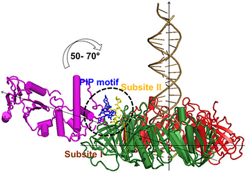 Mycobacterium tuberculosis Endonuclease VIII 2 (Nei2) forms a prereplicative BER complex with DnaN: Identification, characterization, and disruption of complex formation