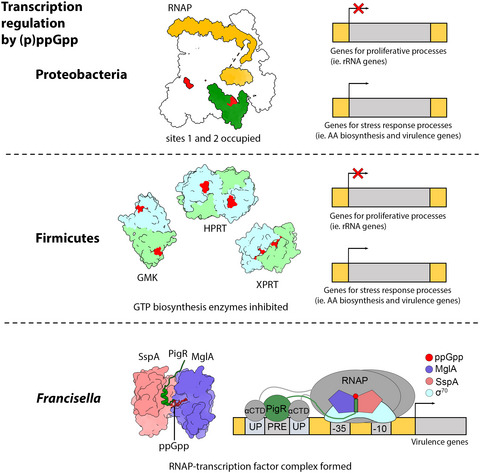 Diverse molecular mechanisms of transcription regulation by the bacterial alarmone ppGpp