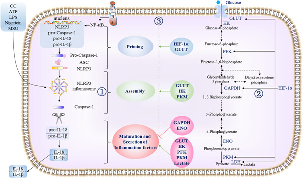 Interactions between NLRP3 inflammasome and glycolysis in macrophages: New insights into chronic inflammation pathogenesis