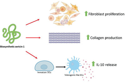 Biosynthetic sericin 1‐like protein skews dendritic cells to tolerogenic‐like phenotype