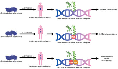 Metformin and Rifampicin combination augments active to latent tuberculosis conversion: A computational study