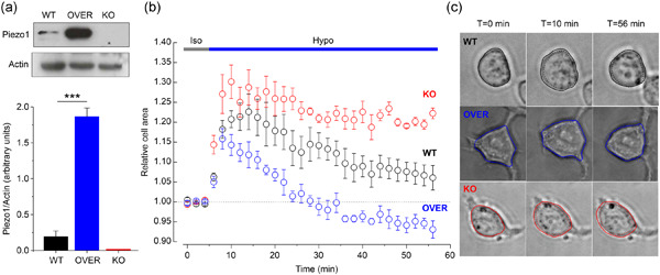 Piezo1 controls cell volume and migration by modulating swelling‐activated chloride current through Ca2+ influx