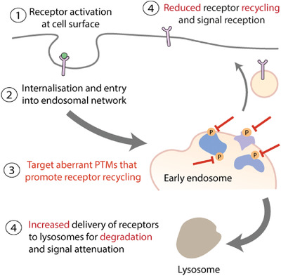 Aberrant post‐translational modifications in endosomal trafficking are potential therapeutic targets to avert therapy resistance in solid cancers