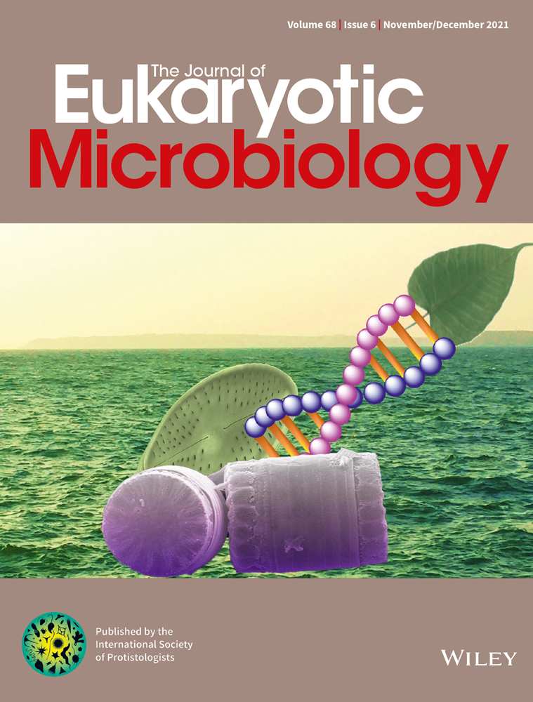 Studies on the Cyst Stage of Naegleria fowleri in vivo and in vitro