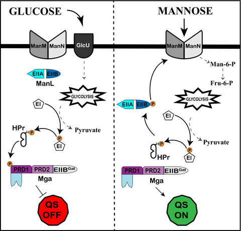 Carbon Catabolite Repression on the Rgg2/3 Quorum Sensing System in Streptococcus pyogenes is Mediated by PTSMan and Mga