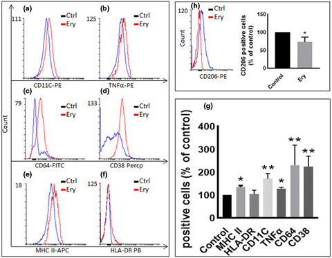 Erythritol modulates the polarization of macrophages: Potential role of tumor necrosis factor‐α and Akt pathway