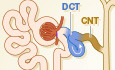 Molecular mechanisms for the modulation of blood pressure and potassium homeostasis by the distal convoluted tubule