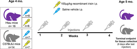 Irisin treatment lowers levels of phosphorylated tau in the hippocampus of pre‐symptomatic female but not male htau mice