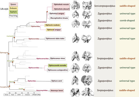 The evolutionary relationship between arm vertebrae shape and ecological lifestyle in brittle stars (Echinodermata: Ophiuroidea)