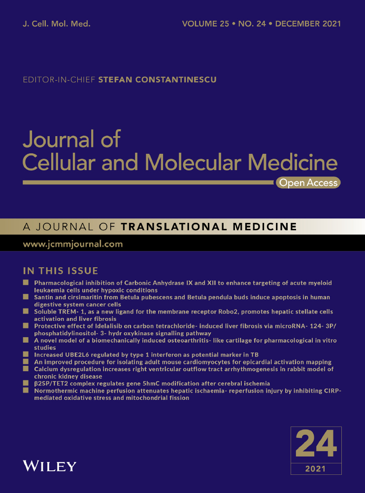 Galangin as a direct inhibitor of vWbp protects mice from Staphylococcus aureus‐induced pneumonia