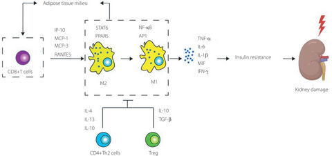 Role of the adaptive immune system in diabetic kidney disease