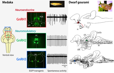 Multiple gonadotropin‐releasing hormone systems in non‐mammalian vertebrates: Ontogeny, anatomy, and physiology