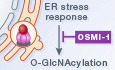 Shiga toxin (Stx) type 2‐induced increase in O‐linked N‐acetyl glucosamine protein modification: a new therapeutic target?