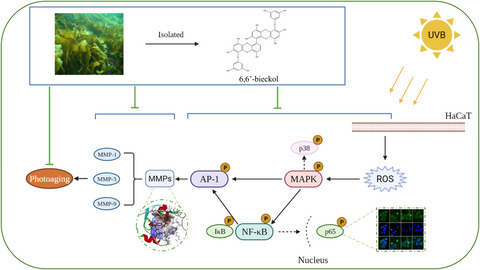 A Phlorotanin, 6,6′‐bieckol from Ecklonia cava, Against Photoaging by Inhibiting MMP‐1, ‐3 and ‐9 Expression on UVB‐induced HaCaT Keratinocytes