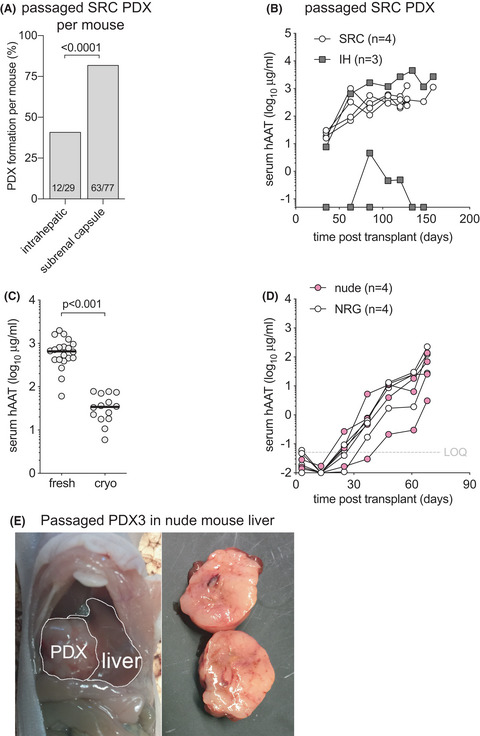 Mouse characteristics that affect establishing xenografts from hepatocellular carcinoma patient biopsies in the United States