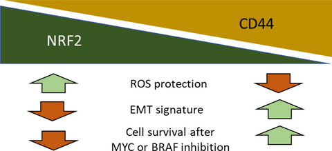 Proteome analysis of NRF2 inhibition in melanoma reveals CD44 up‐regulation and increased apoptosis resistance upon vemurafenib treatment