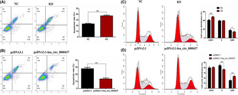 Hsa_circ_0000437 upregulates and promotes disease progression in rheumatic valvular heart disease