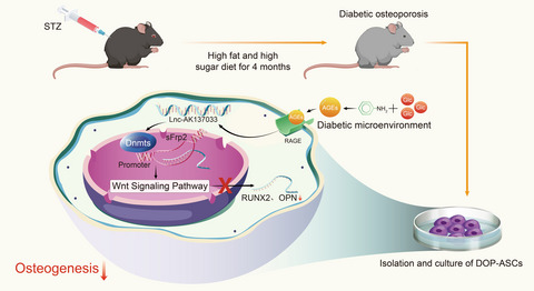 LncRNA‐AK137033 inhibits the osteogenic potential of adipose‐derived stem cells in diabetic osteoporosis by regulating Wnt signaling pathway via DNA methylation