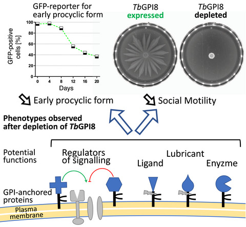 Persistence of Trypanosoma brucei as early procyclic forms and social motility are dependent on glycosylphosphatidylinositol transamidase