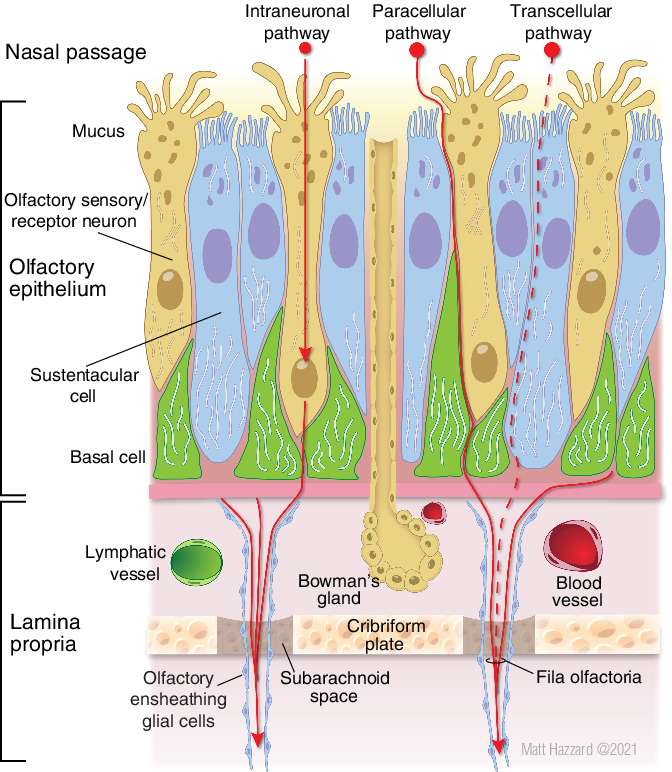 Direct nose to the brain nanomedicine delivery presents a formidable challenge