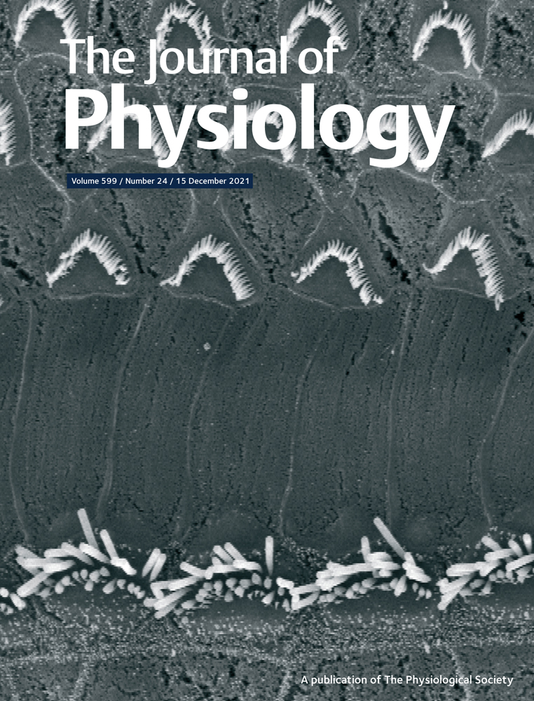 A revised mechanism of action of hyperaldosteronism‐linked mutations in cytosolic domains of GIRK4 (KCNJ5)