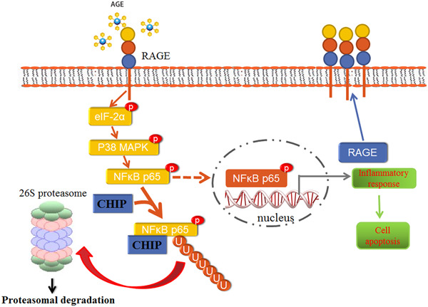 Carboxyl terminus of HSP70‐interacting protein attenuates advanced glycation end products‐induced cardiac injuries by promoting NFκB proteasomal degradation