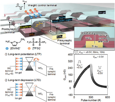 Electrolyte‐Gated Vertical Synapse Array based on Van Der Waals Heterostructure for Parallel Computing