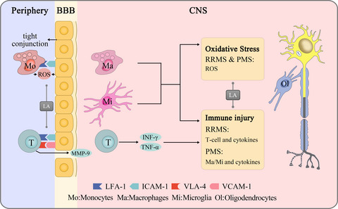 Role of lipoic acid in multiple sclerosis