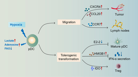 Hypoxia promotes the tolerogenic phenotype of plasmacytoid dendritic cells in head and neck squamous cell carcinoma