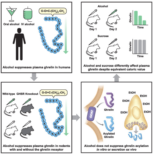 A closer look at alcohol‐induced changes in the ghrelin system: novel insights from preclinical and clinical data