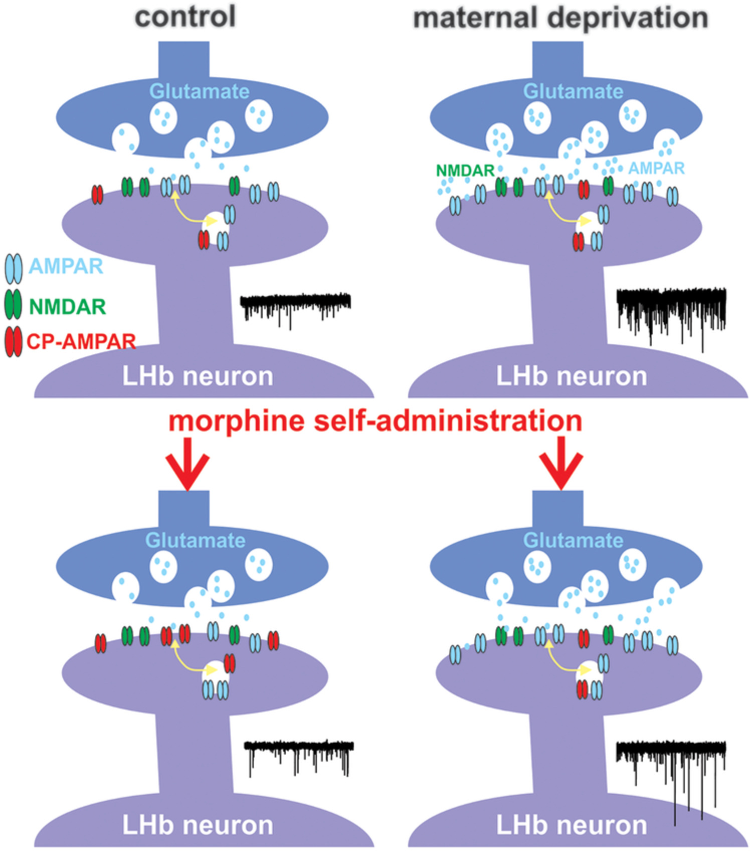 Potentiation of glutamatergic synaptic transmission onto lateral habenula neurons following early life stress and intravenous morphine self‐administration in rats