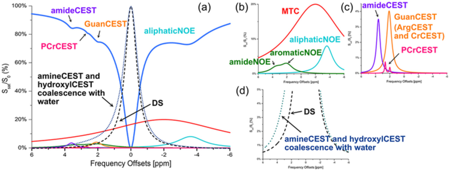 Chemical exchange saturation transfer imaging of creatine, phosphocreatine, and protein arginine residue in tissues