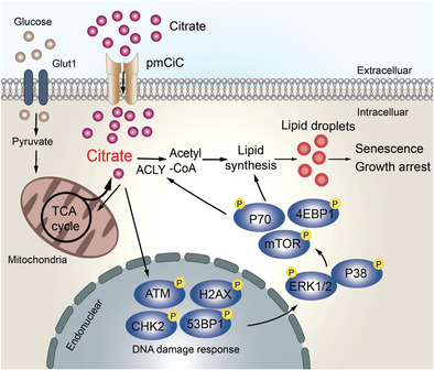 Citrate Promotes Excessive Lipid Biosynthesis and Senescence in Tumor Cells for Tumor Therapy