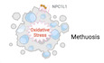 Inhibition of NPC1L1 disrupts adaptive responses of drug‐tolerant persister cells to chemotherapy