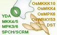 MAP kinase cascades in plant development and immune signaling