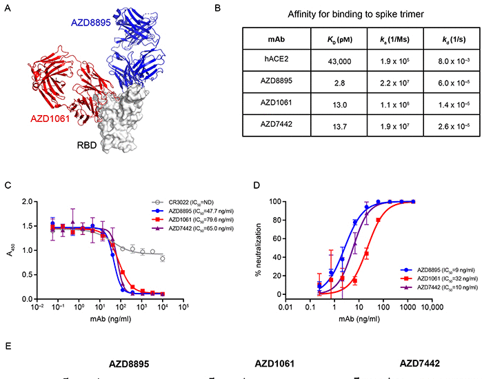 The SARS-CoV-2 monoclonal antibody combination, AZD7442, is protective in non-human primates and has an extended half-life in humans