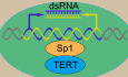 TERT activates endogenous retroviruses to promote an immunosuppressive tumour microenvironment