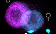 Tet enzymes are essential for early embryogenesis and completion of embryonic genome activation