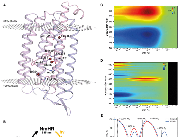 Dynamics and mechanism of a light-driven chloride pump