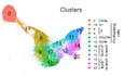 Single‐cell transcriptomics uncovers an instructive T‐cell receptor role in adult γδ T‐cell lineage commitment