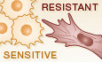 Antifibrotic drugs as therapeutic tools in resistant melanoma