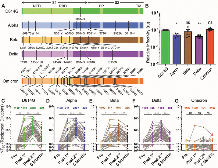 Neutralizing antibody responses elicited by SARS-CoV-2 mRNA vaccination wane over time and are boosted by breakthrough infection